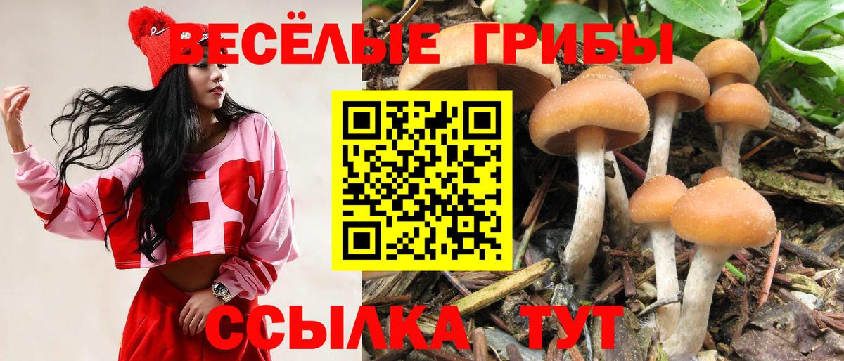 Псилоцибиновые грибы Psilocybe Пермь